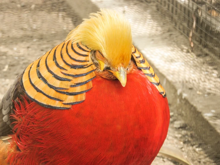 the bird is sitting down near a cage