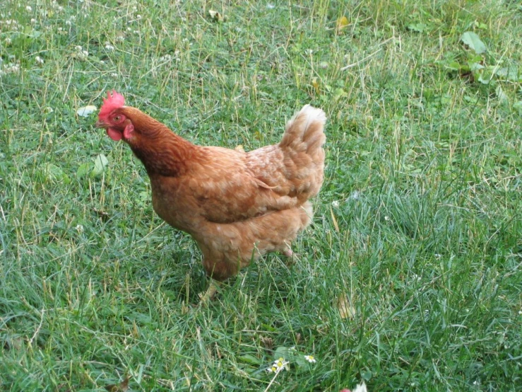 chicken walking in grass on open field with short brown legs