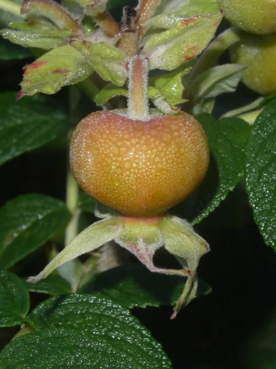 the fruit is in the leaves and the berries are dew covered