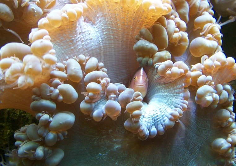 a coral with white and gray shells in the ocean