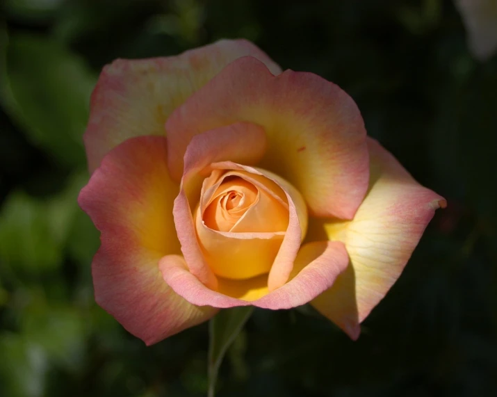 a single orange and yellow rose growing next to a tree