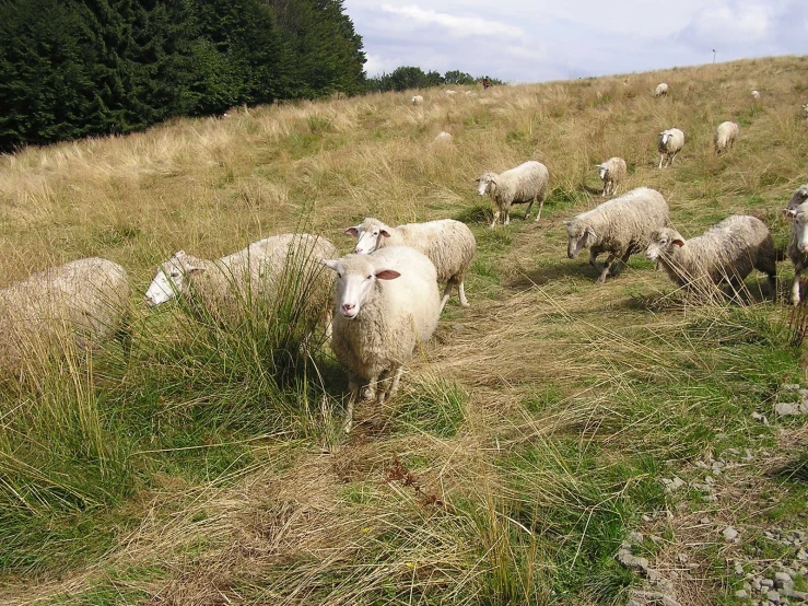 white sheep are grazing on the grass above a hill