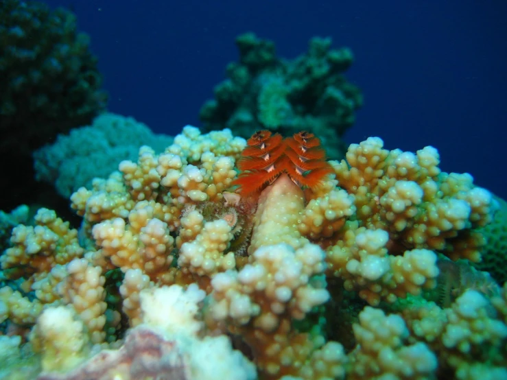 a red and yellow fish is hiding on a sea coral