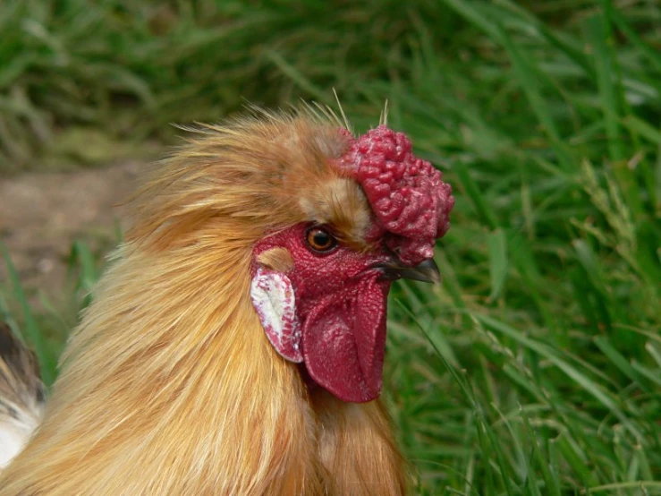 a brown and white rooster sitting in the grass