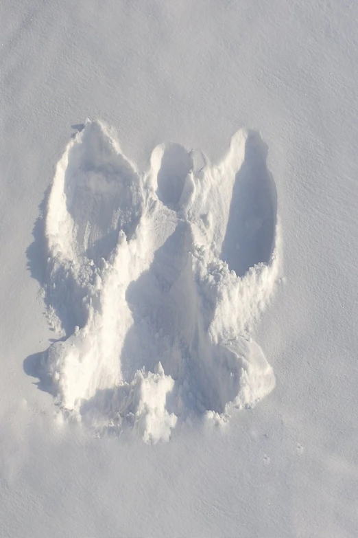 a bear's paw in the snow with other animal footprints