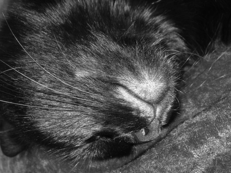 a close up of a black cat curled up