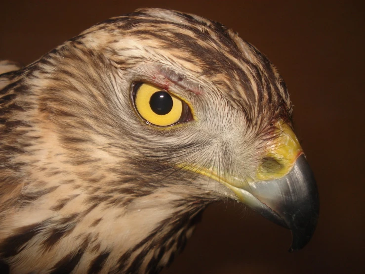 a brown bird with yellow eyes looks on