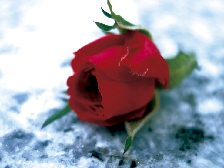 a single red rose is laying in the snow