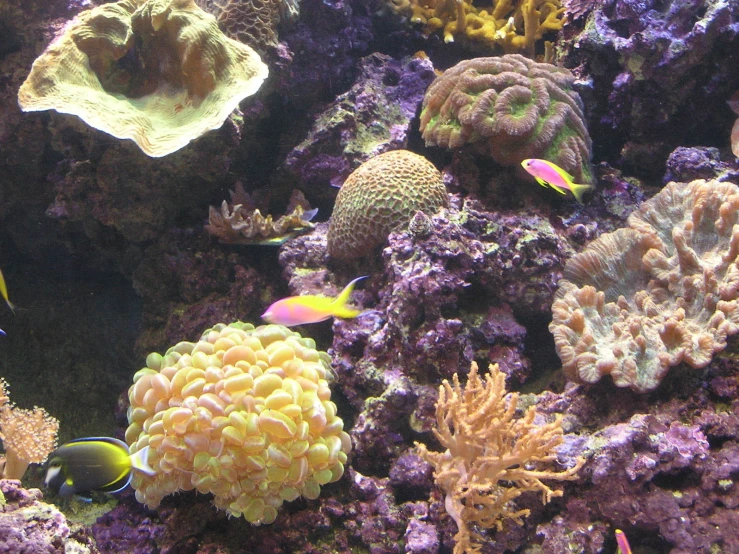 a bunch of different colored fish swimming around