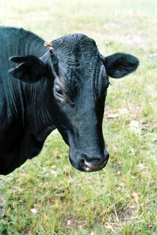 the black cow is standing in the pasture looking toward soing