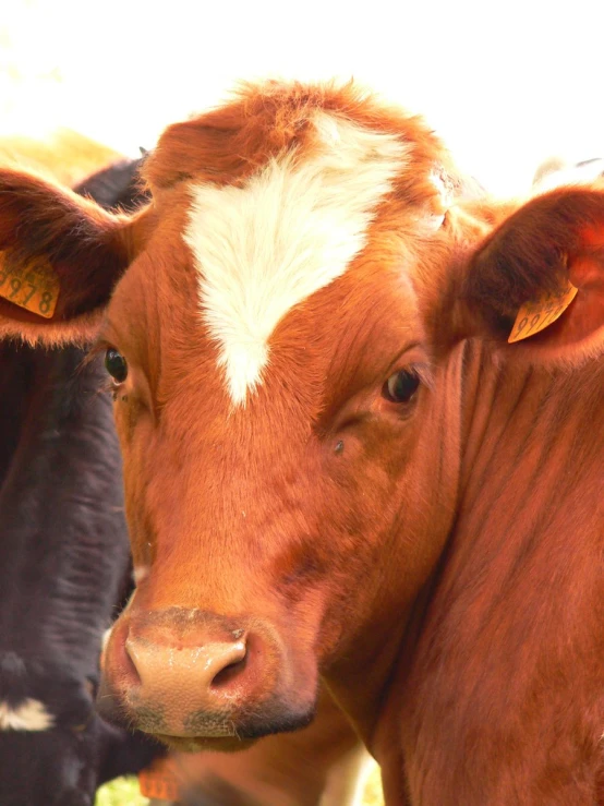 the face of a brown cow with ear tags