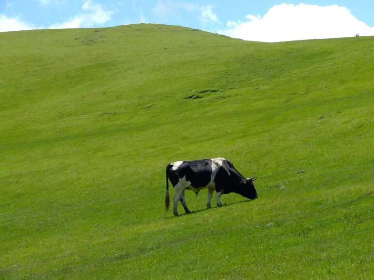a black and white cow grazing on some grass