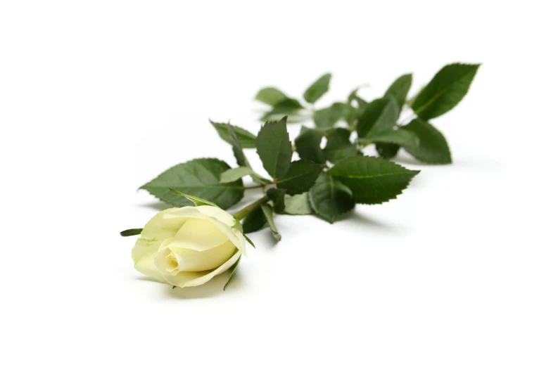 a single white rose with green leaves on a white background