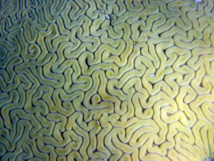 an object that is made of yellow coral