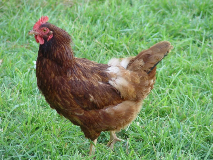 an old chicken stands on green grass and looks at the camera