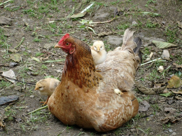 some chickens sitting together in the grass