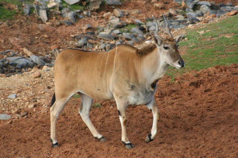 a very cute looking animal walking in a field