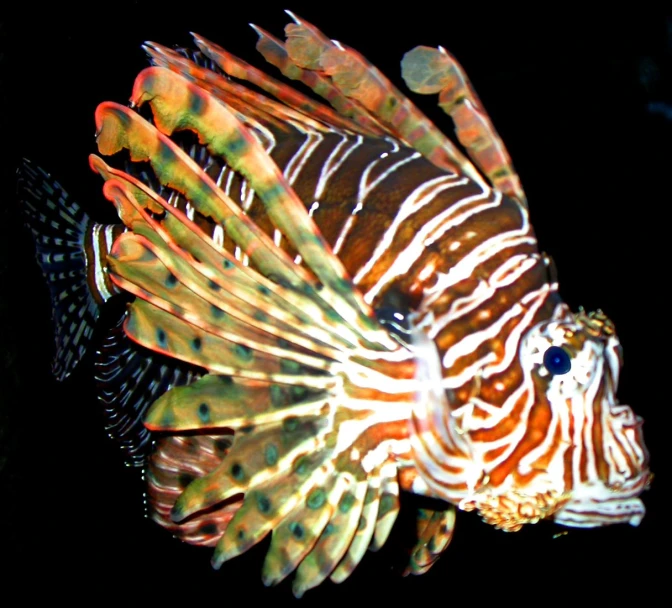 a lionfish hiding in the water by itself