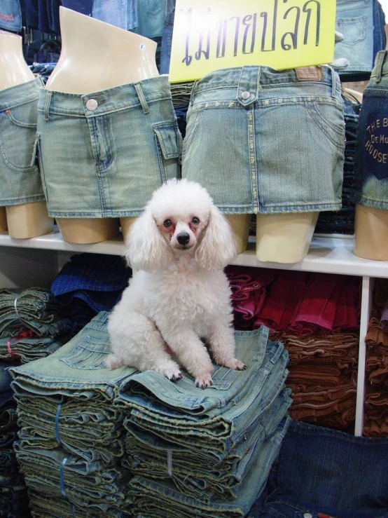 the dog is sitting on the pile of jeans