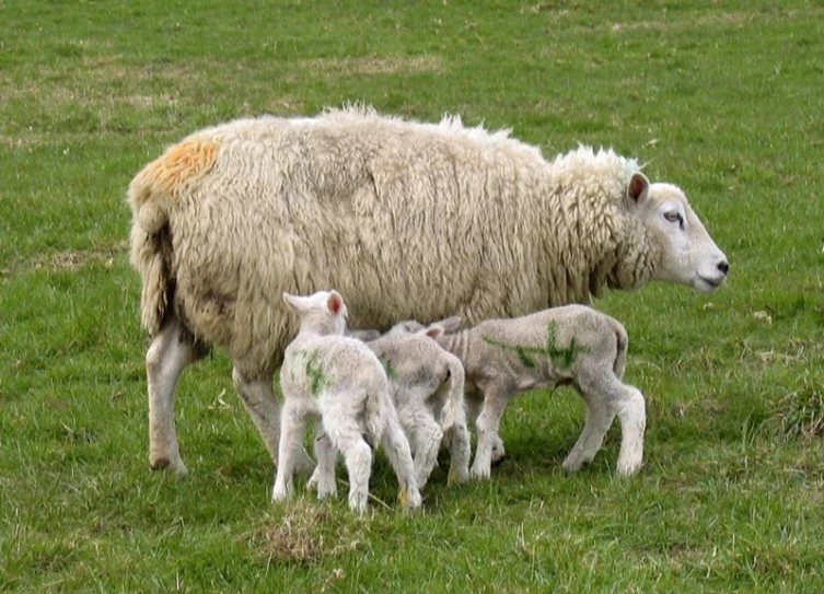 adult sheep feeding her lambs in a field