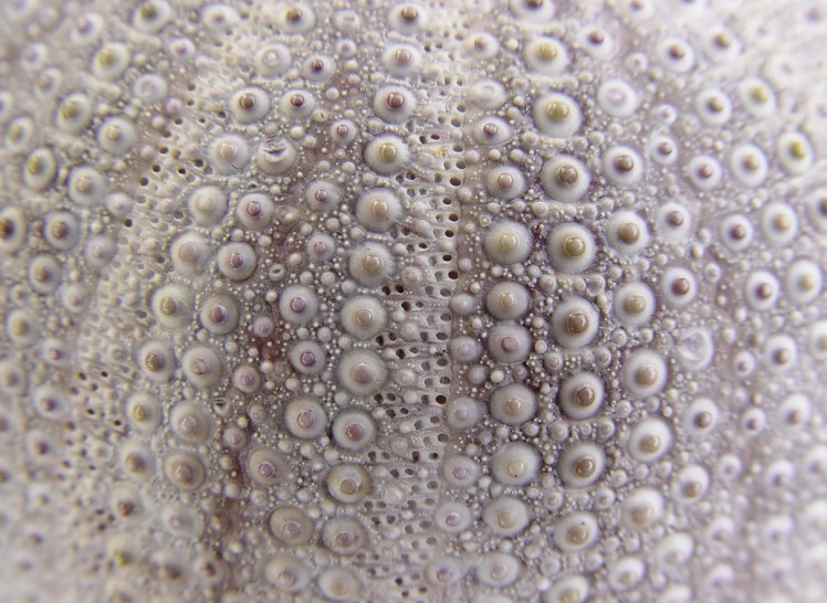 the pattern in this picture is made up of bubbles