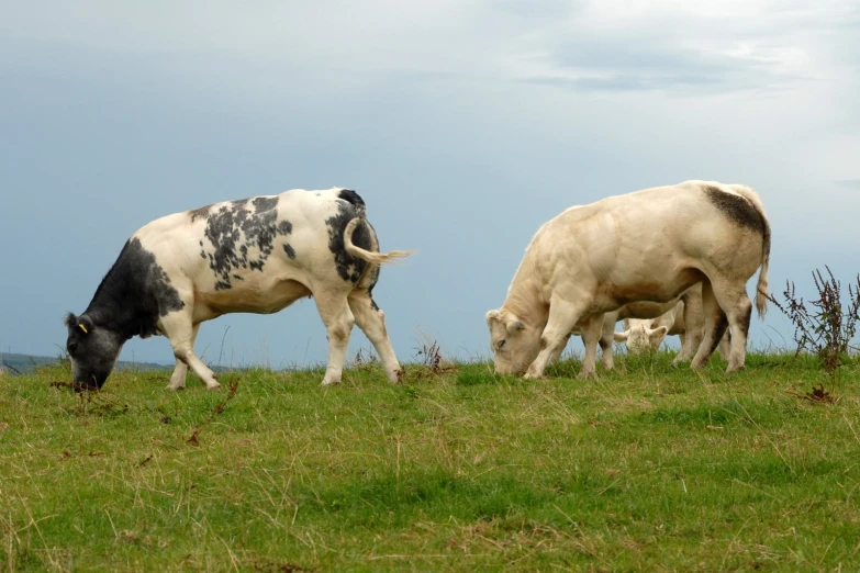 two black and white cows grazing on green grass