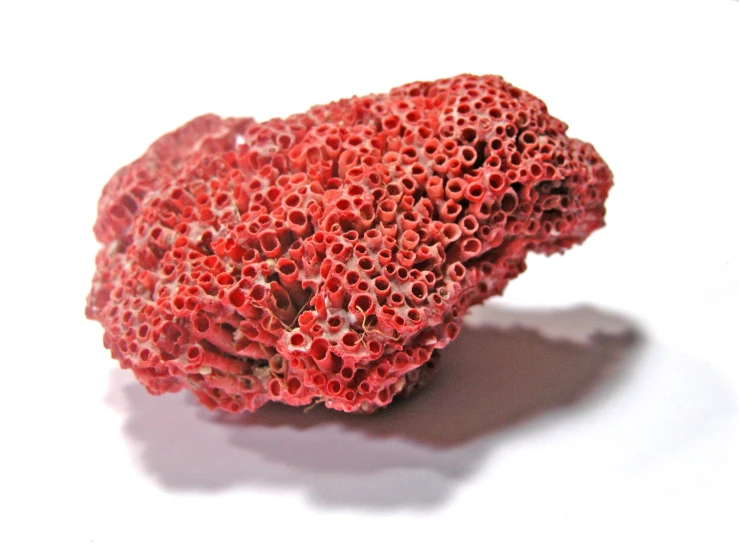 a coral that is sitting on top of a table