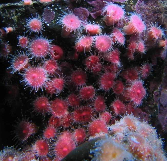 an underwater scene with many jelly fish and corals