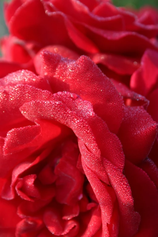 a close up view of a bright red rose