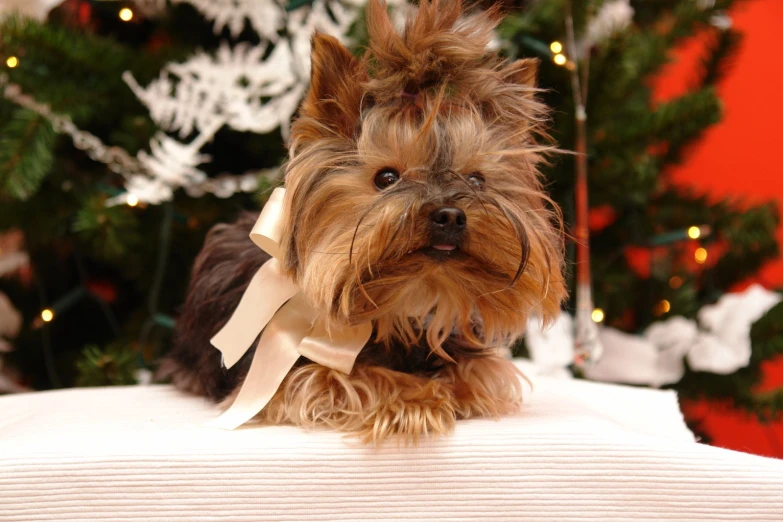 a cute little dog is sitting down