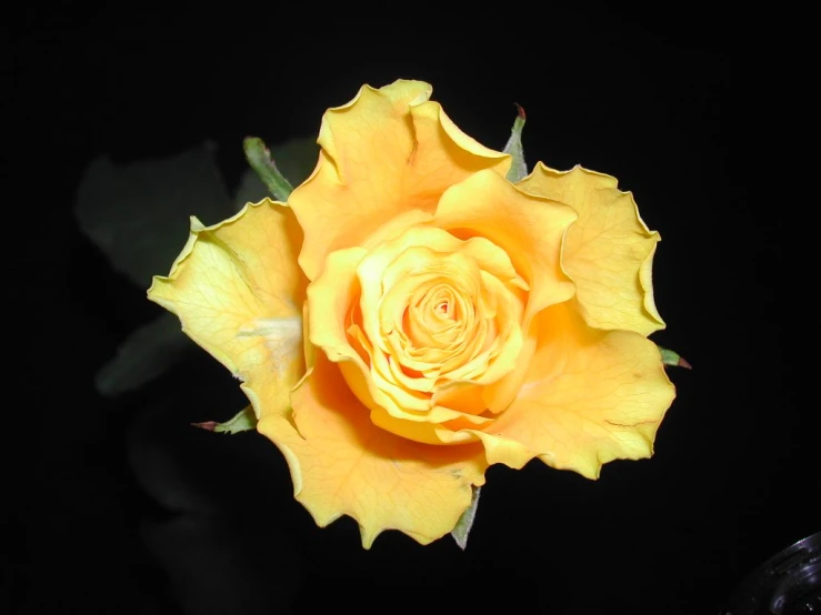 a yellow rose is shown in the dark
