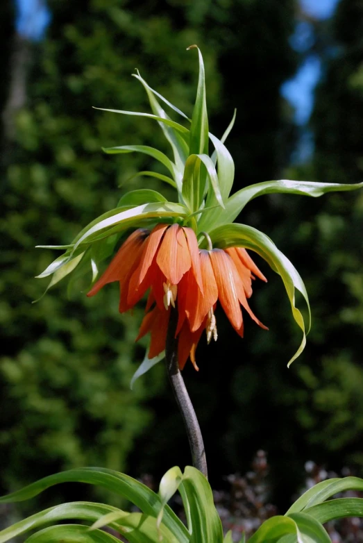 an orange flower that is growing up out of the ground