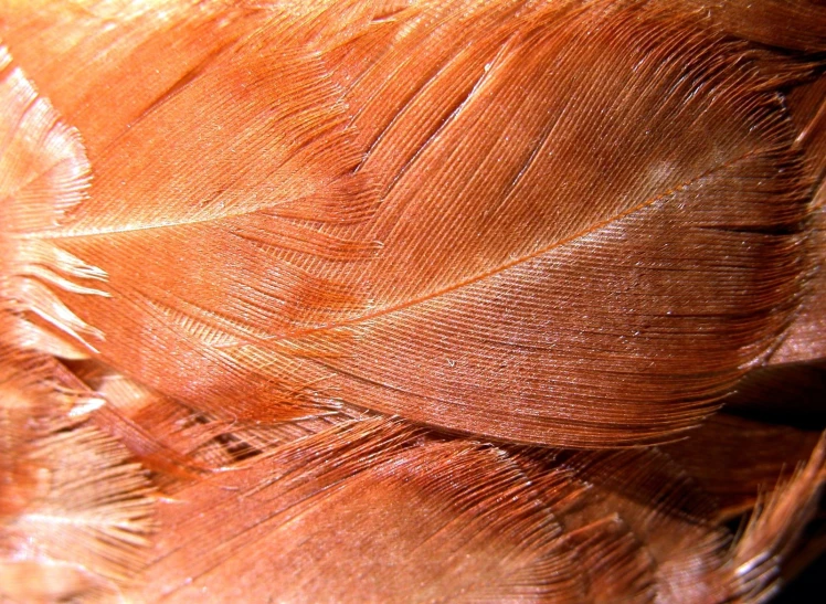 a close up s of some colored feathers