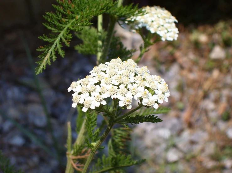 closeup of small white flowers in the grass