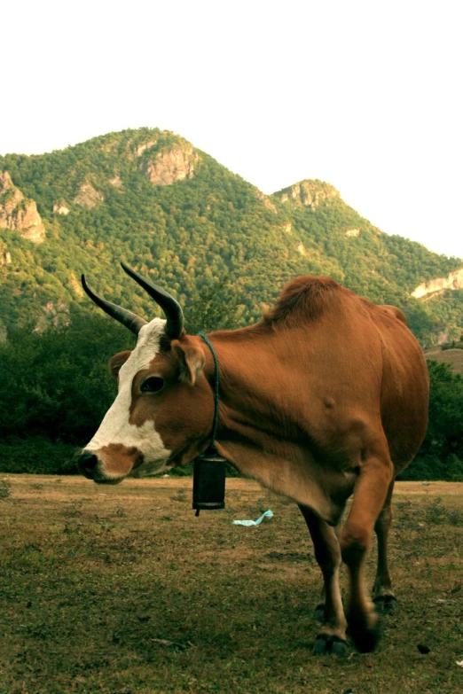 a cow with long horns standing in an open field