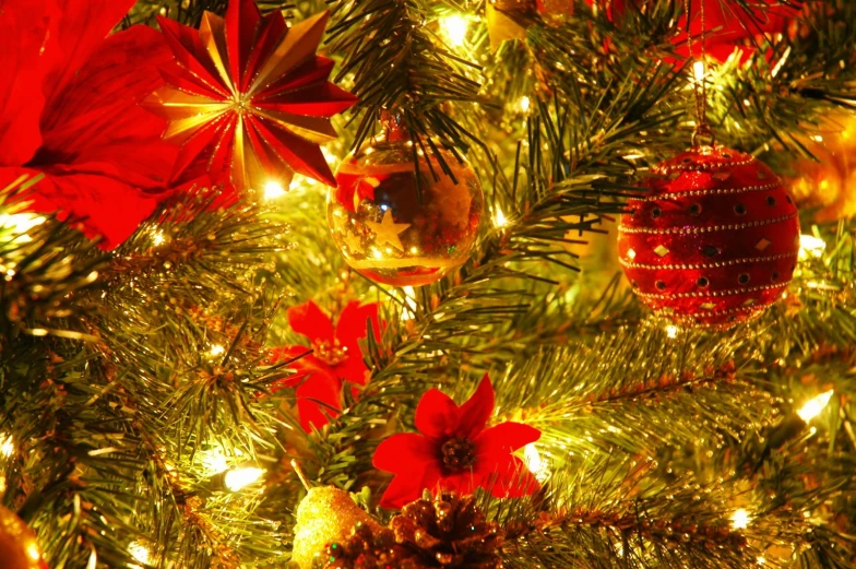 a close up of a christmas tree with poinsettias