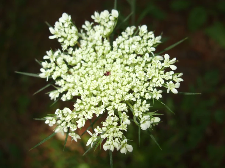 a close up of a plant with lots of white flowers