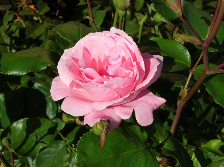 a single pink flower with many green leaves