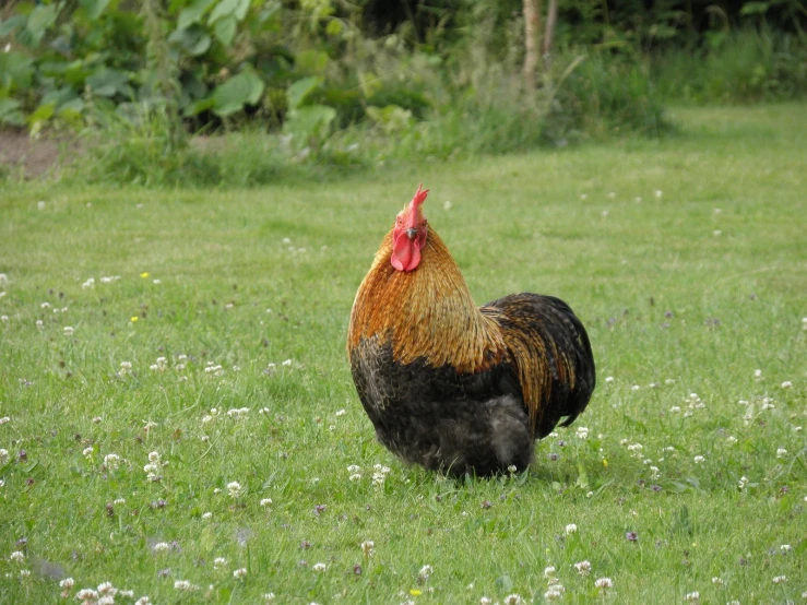 a chicken is standing in the grass and watching