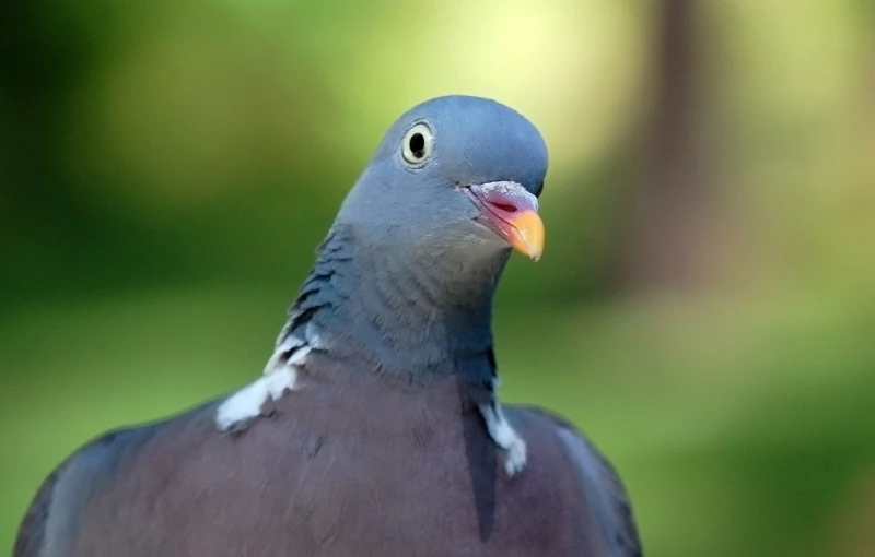 pigeon with yellow beak sitting on its hind legs