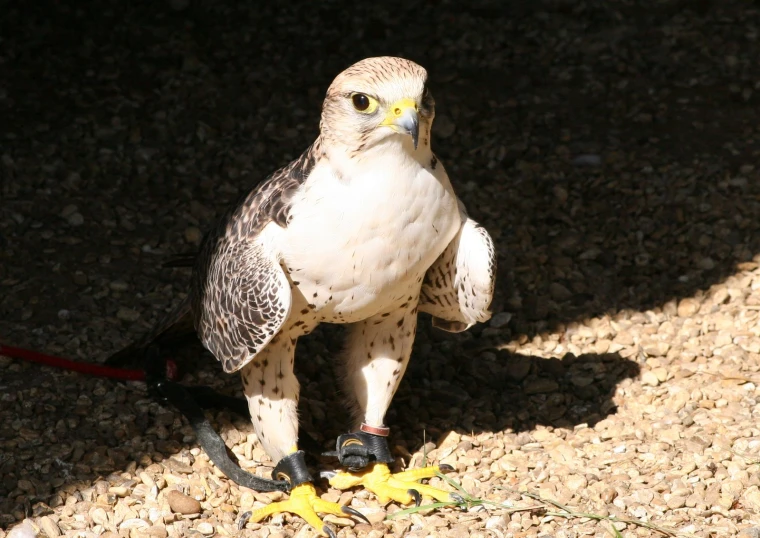 a bird standing on a pebbled surface with yellow flowers