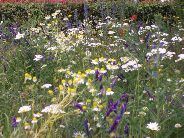 a field of flowers on the ground near a fence