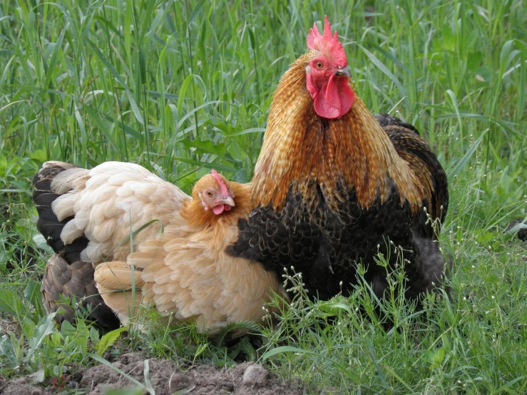 two chickens laying next to each other in the grass