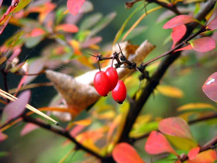 two berries are hanging on the small tree