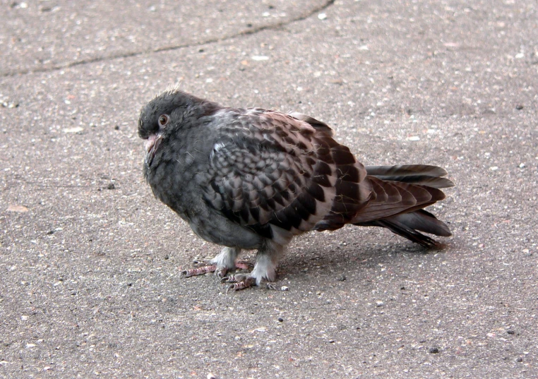 a small black and gray bird sitting on concrete