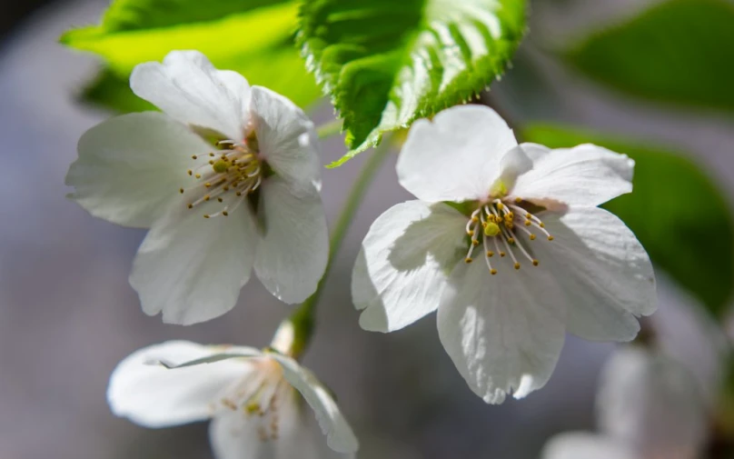 the two white flowers are next to green leaves