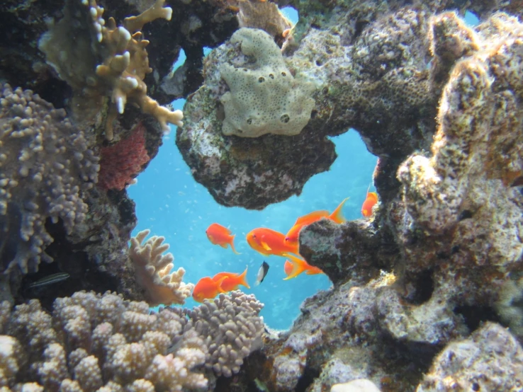 several different small fish swimming in an aquarium