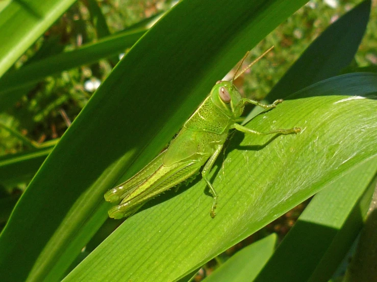 a close up of a grasshopper on a leaf