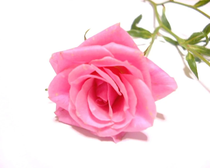 a single pink rose in full bloom with green leaves on the stem