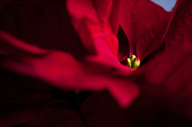 a red flower with a yellow stamen in it's center